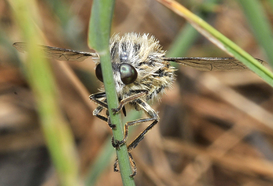 Nemestrinidae:   Fallenia fasciata